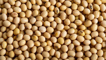 Soy Oligopeptides