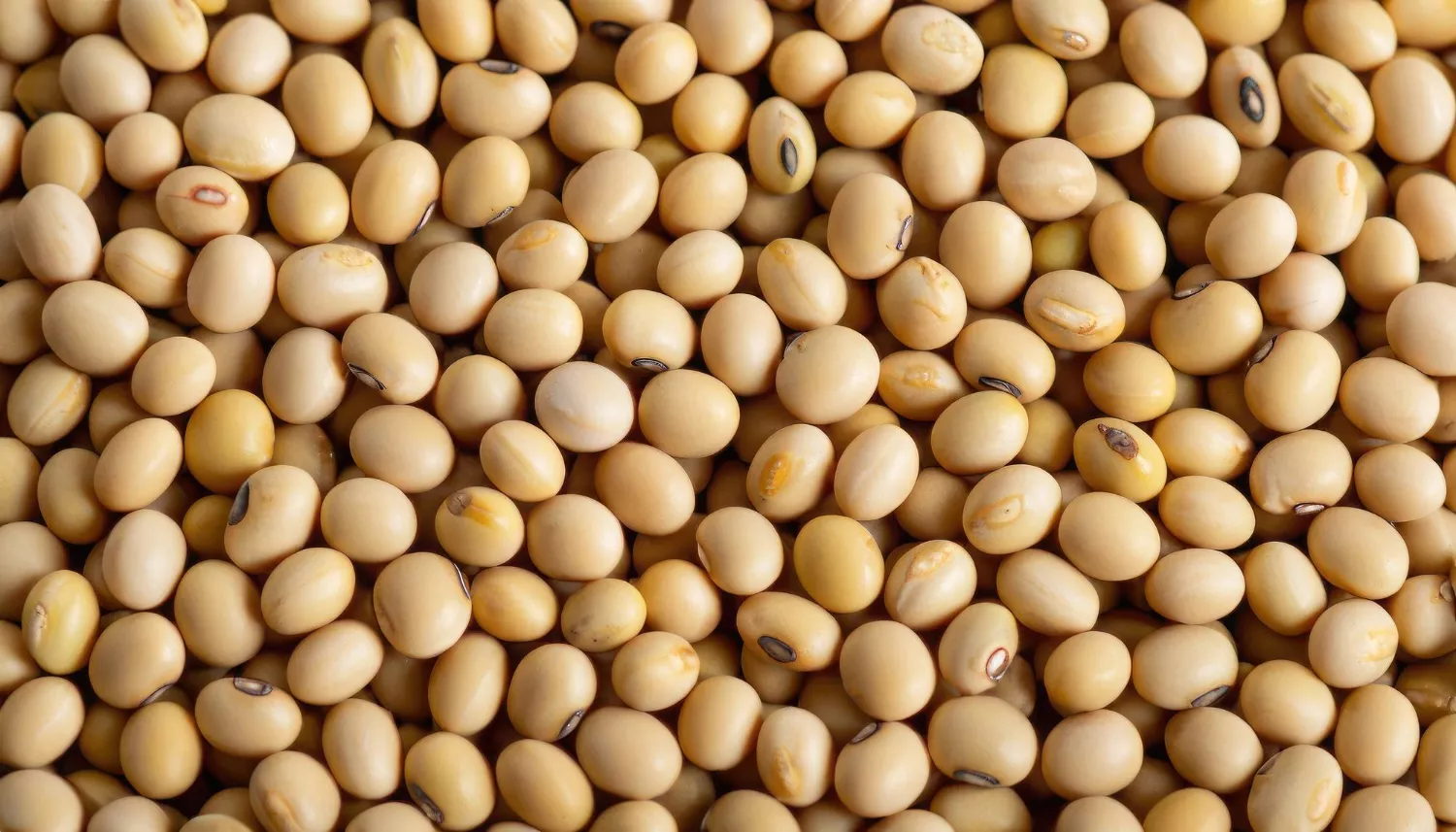 Soy Oligopeptides (Oligopeptida Kedelai)